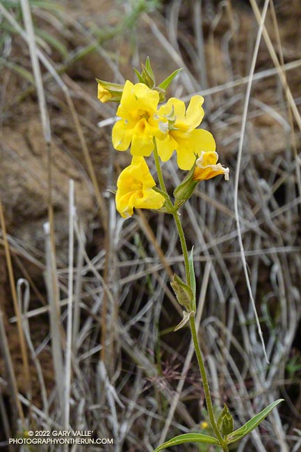 Yellow monkey flower (Mimulus brevipes). Secret Trail in Calabasas, April 3, 2022.