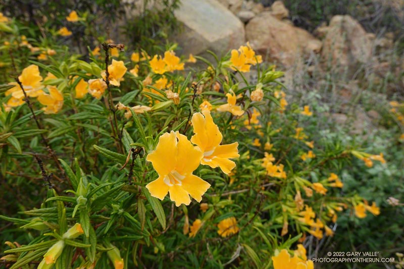 Bush monkeyflower (Mimulus aurantiacus). Secret Trail in Calabasas, April 3, 2022.