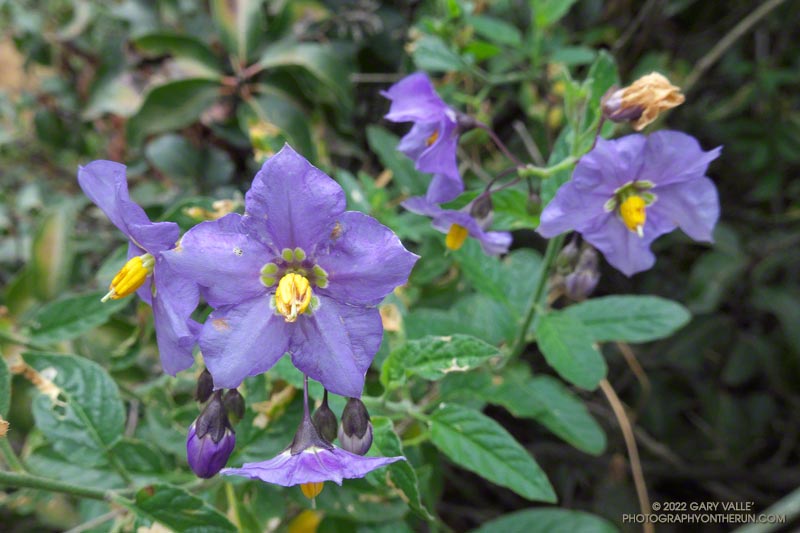 Purple nightshade (Solanum xanti). Secret Trail in Calabasas, April 3, 2022.