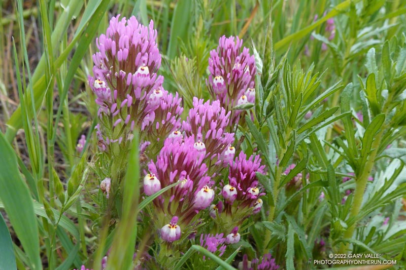 Owl's clover  (Castilleja exserta). Secret Trail in Calabasas, April 3, 2022.