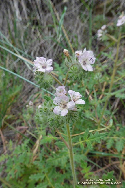 Caterpillar Phacelia (Phacelia cicutaria). Secret Trail in Calabasas, April 3, 2022.