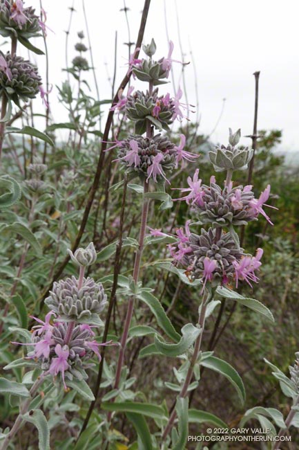 Purple Sage (Salvia leucophylla). Secret Trail in Calabasas, April 3, 2022.