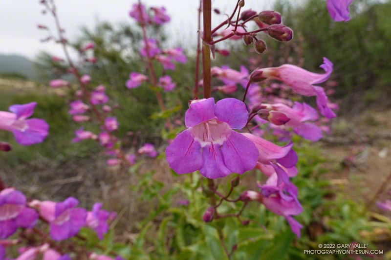 Showy penstemon (Penstemon spectabilis). Secret Trail in Calabasas, April 3, 2022.