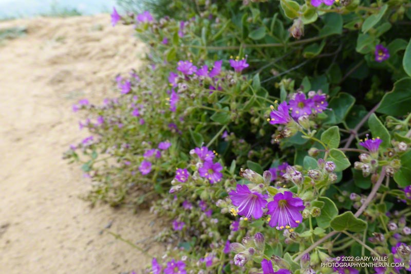 Wishbone bush (Mirabilis laevis var. crassifolia). Secret Trail in Calabasas, April 3, 2022.