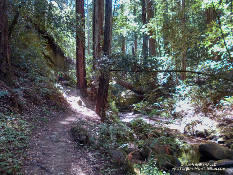 Lush growth in the redwood forest along Opal Creek.