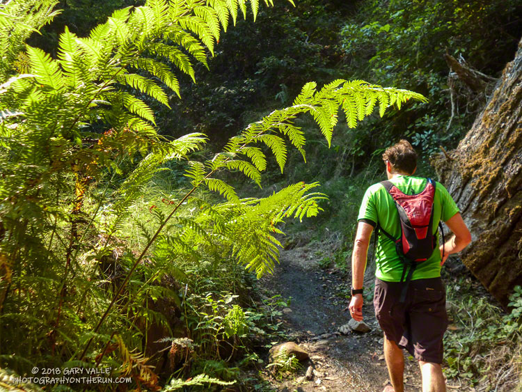 Giant chain fern(Woodwardia fimbriata)  along West Waddell Creek near Berry Creek Falls. About mile 20.75.