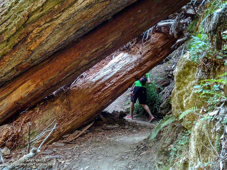 Huge redwoods across the Skyline to the Sea Trail near Berry Creek Falls.