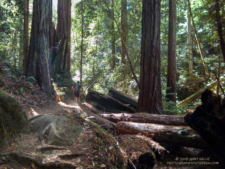 Working over a little hill through towering redwoods along Opal Creek.