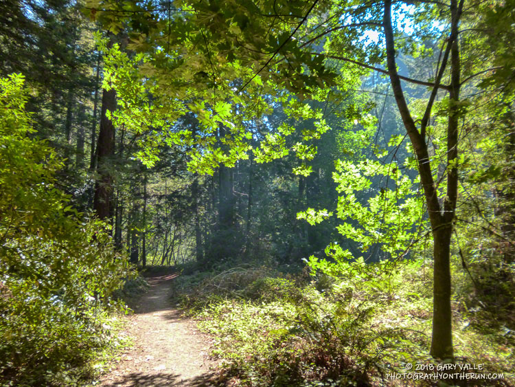 Backlit big-leaf maple leaves along the Skyline to the Sea Trail. About mile 24 of the Marathon.