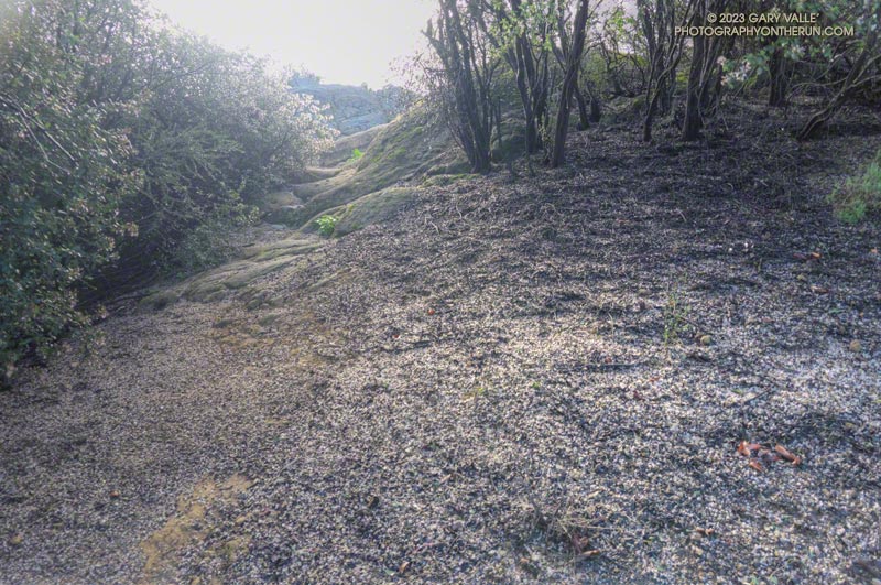It looks like a dusting of snow on Topanga Lookout Ridge, but it's fallen flowers of bigpod Ceanothus. February 26, 2023.