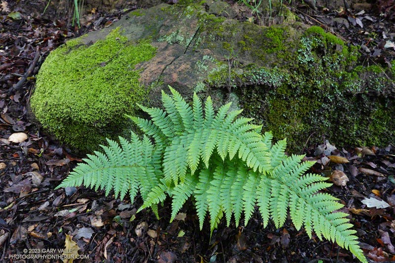 Wood fern along the Stunt High Trail. February 26, 2023.