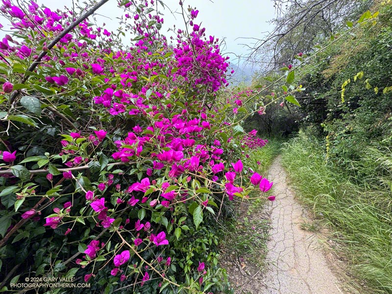 As the Old Stables Trail descends into Rustic Canyon there are increasing signs of past development and landscaping -- such as this robust Bougainvillea. May 12, 2024.