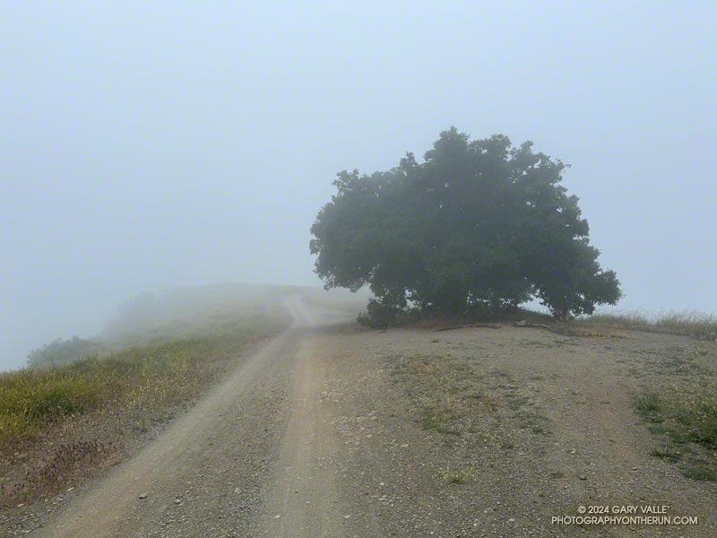 A solitary coast live oak on Sullivan Ridge Fire Road provides welcome shade on hot days.