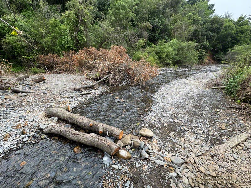 View upstream where the Josepho Drop Trail crosses the creek in Rustic Canyon. The creek was still a little too wide to jump. May 12, 2024.