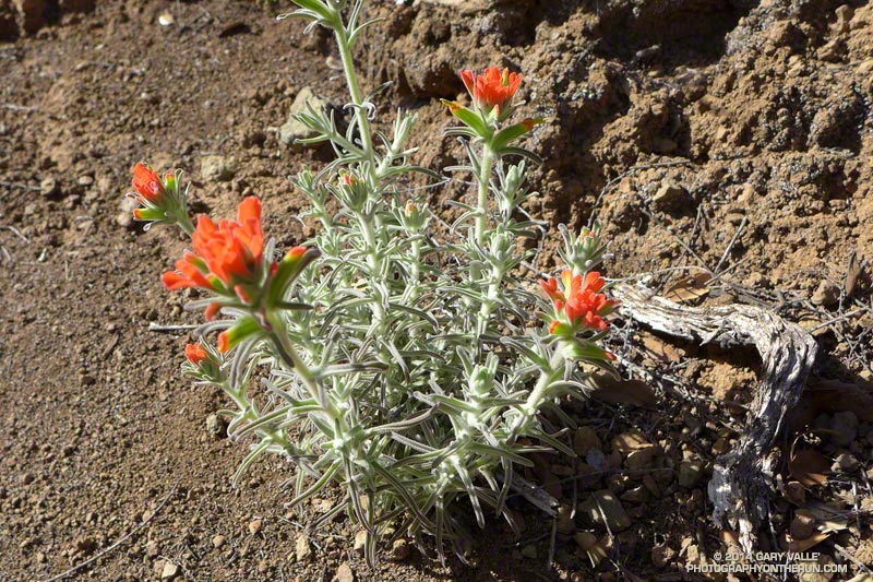 Paintbrush along the Matt Davis Trail. May 16, 2014.