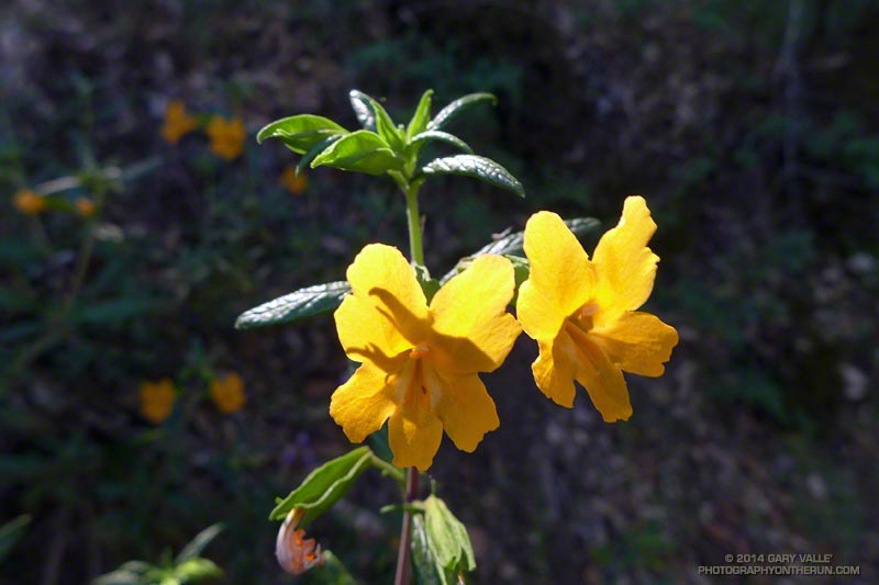 Sticky monkeyflower is widespread in California. There appears to be regional variations. 