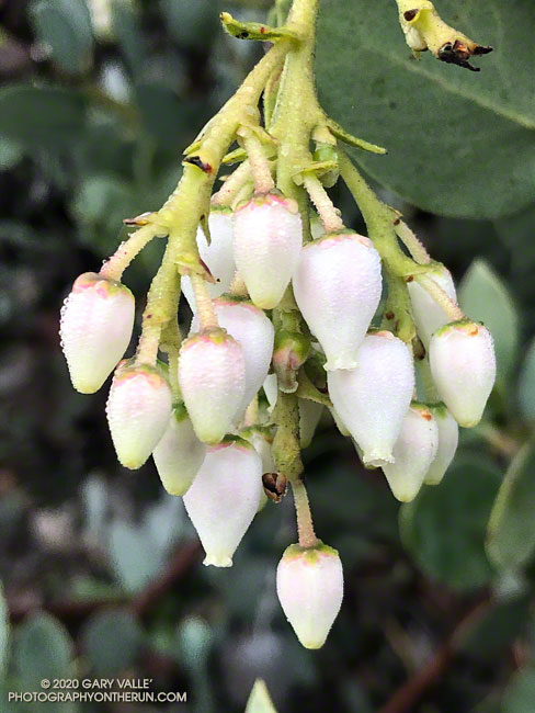 Bigberry manzanita blossoms along the Backbone Trail. January 25, 2020.