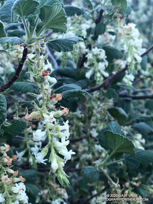 White chaparral currant growing along the Backbone Trail. January 25, 2020.