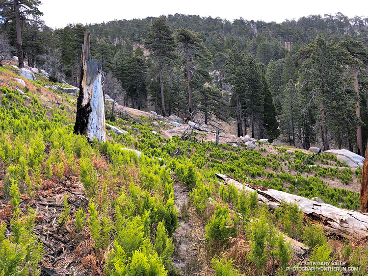 Ferns along the Three Points - Mt. Waterman Trail about 3.6 miles from Three Points. May 26, 2018.
