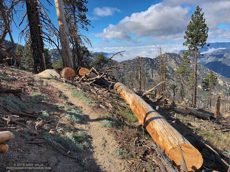 Trees cleared from the Three Points - Mt. Waterman Trail by the SoCal Hikers & Trail Builders. Photo taken May 26, 2018.
