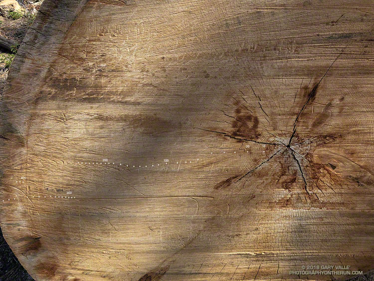 A VERY rough count of 475 growth rings on this Jeffrey pine, cleared from the Three Points - Mt. Waterman Trail. May 26, 2018.