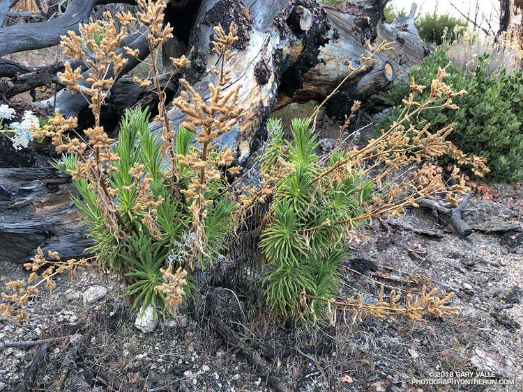 Poodle-dog Bush ( Eriodictyon parryi) about a mile up the Three Points - Mt. Waterman Trail. There wasn't much of it and it was generally easy to avoid. May 26, 2018.