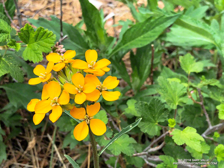 Western wallflower (Erysimum capitatum) along the PCT in Cooper Canyon. May 26, 2018.