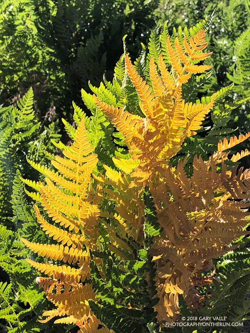 Bracken fern near Waterman Meadow. July 14, 2018.