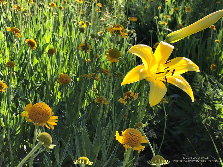 Lemon lily at Waterman Meadow, at about 7000' on the Three Points - Mt. Waterman Trail. July 14, 2018.