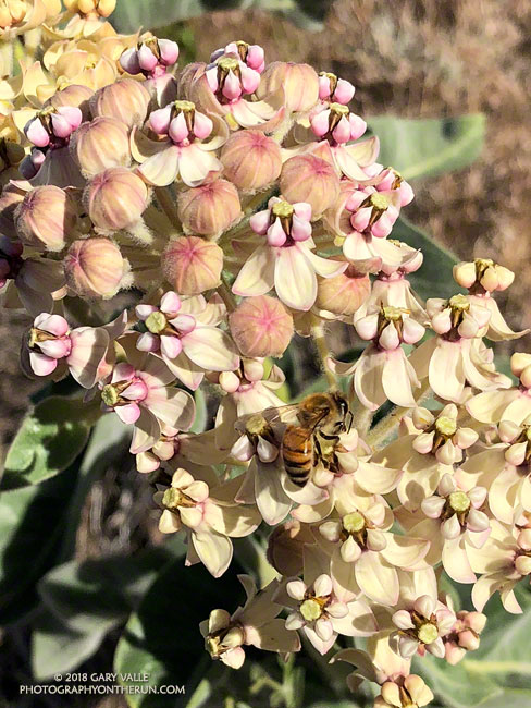 Honey bee on milkweed (Asclepias eriocarpa) at about 6550' on the Three Points - Mt. Waterman Trail. July 14, 2018.