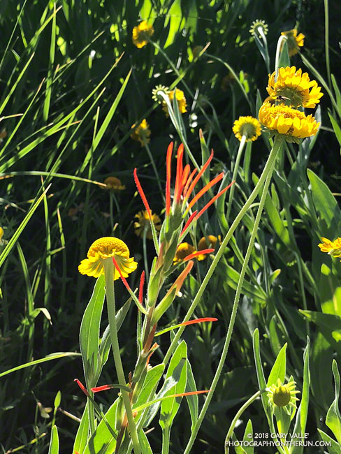 Lesser paintbrush (Castilleja minor ssp. spiralis) mixed in with sneezeweed at Waterman Meadow. July14, 2018.