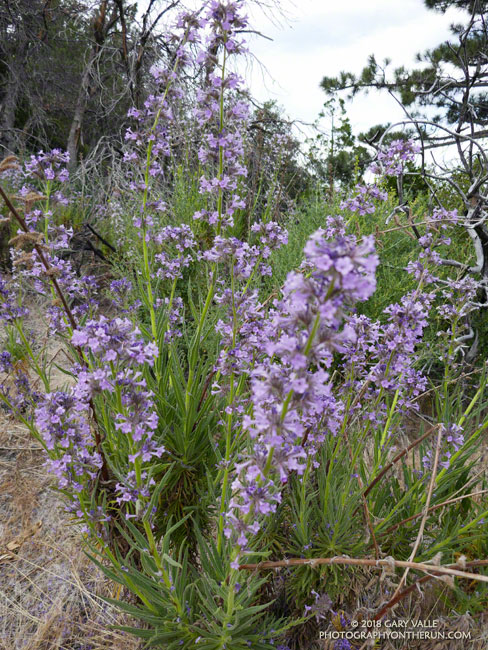 Poodle-dog bush (Eriodictyon parryi). There is still some Poodle-dog bush on or near the trail in a few places, but it is generally avoidable. It causes contact dermatitis in many people.