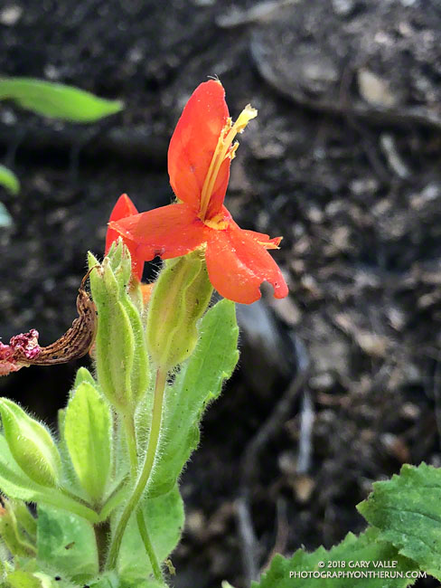 Scarlet Monkeyflower (Mimulus cardinalis) along the Burkhart Trail, below Buckhorn. July 14, 2018.
