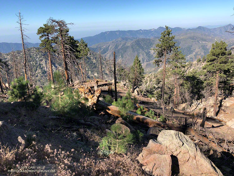 Pine seedlings & saplings of the 2009 Station Fire on the south slopes of Waterman Mountain at about 7300'. July 14, 2018.