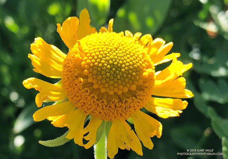Bigelow's Sneezeweed (Helenium bigelovii) at Waterman Meadow, along the Three Points - Mt. Waterman Trail. July 14, 2018.