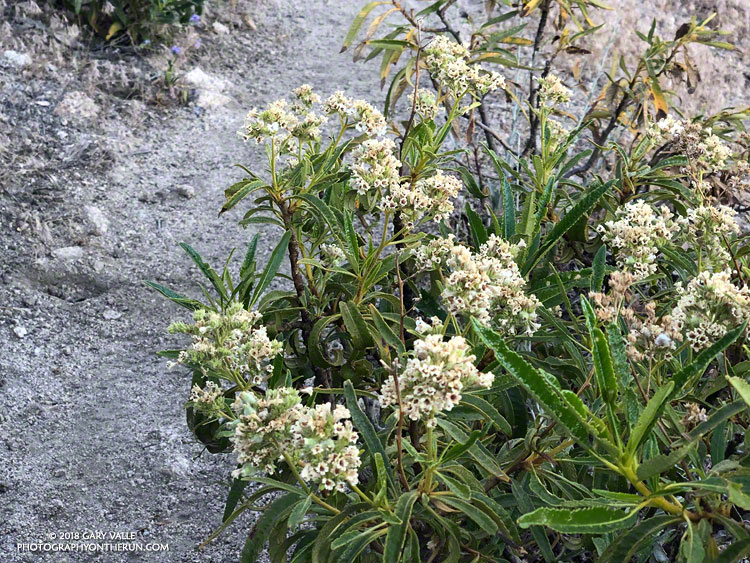 Yerba santa (Eriodictyon trichocalyx) at about 6480' on the Three Points - Mt. Waterman Trail. It is closely related to Poodle-dog bush (Eriodictyon parryi). July 14, 2018.