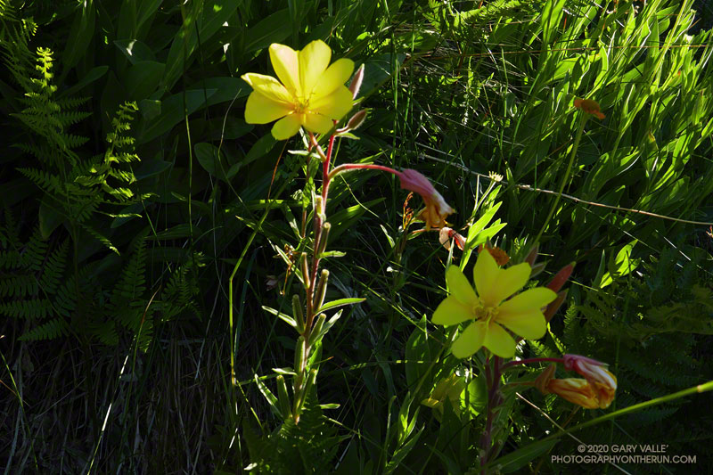 Evening primrose at Waterman Meadow.  July 25, 2020.