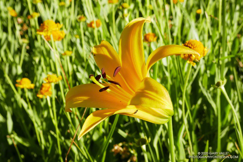 Lemon lily at Waterman Meadow.  July 25, 2020.