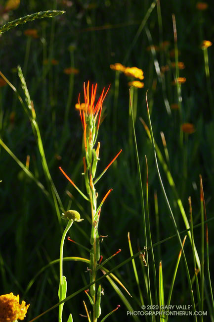 Lesser paintbrush at Waterman Meadow.  July 25, 2020.