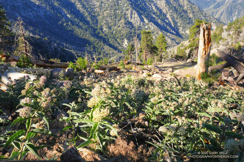 Milkweed along the Three Points-Mt. Waterman Trail.  July 25, 2020.