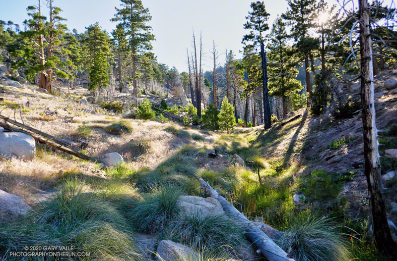 Approaching Waterman Meadow on the Three Points-Mt. Waterman Trail.