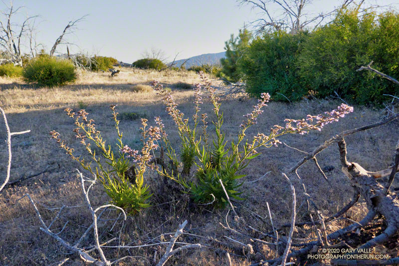 Although much of it has died, there are still a few scattered occurrences of Poodle-dog Bush on the route. Most are at lower elevation. July 25, 2020.