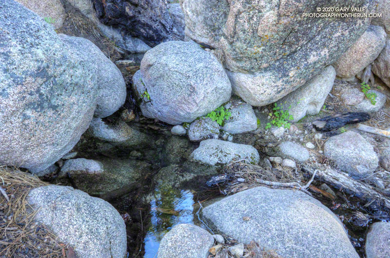 Rejuvenated spring along the Three Points-Mt. Waterman Trail, about a half-mile west of its junction with the Twin Peaks Trail.