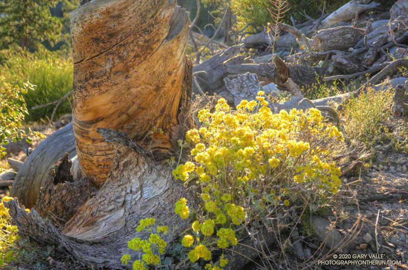 Sulphur flower along the Three Points-Mt. Waterman Trail. July 25, 2020.