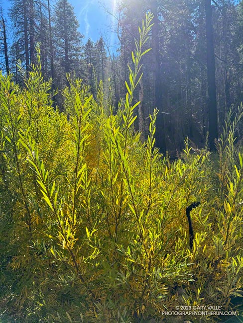 Backlit willows along the creek. east of Cooper Canyon Trail Camp. November 5, 2023.