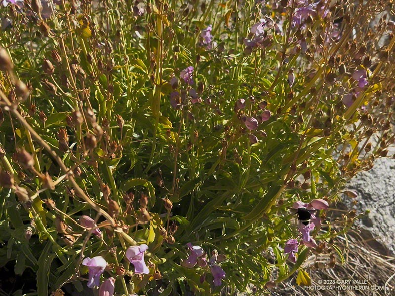 With the exception of the queen, bumblebee colonies generally die in the Fall. This worker bumblebee (lower right) was actively foraging the out-of-season flowers of this Grinnell's penstemon along the Three Points - Mt. Waterman Trail on November 5, 2023.