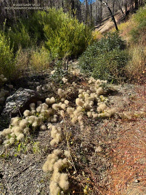 Vines of Clematis growing on the PCT, east of Cooper Canyon Camp. November 5, 2023.