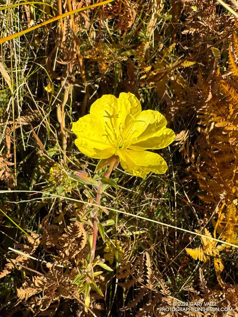 Evening primrose blooming at Waterman Meadow. November 5, 2023.