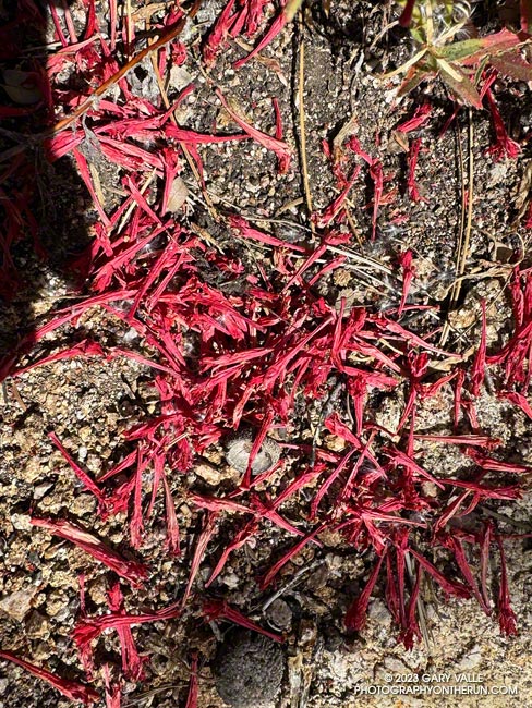 Fallen flowers of California fuchsia on the Burkhart Trail. November 5, 2023.