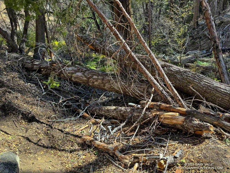 Looking back at a tangle of collapsed trees blocking the PCT, near its junction with the Burkhart Trail. November 5, 2023.